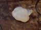 Sabino France Small Fledgling Bird/ Sparrow, Signed, Opalescent Colour